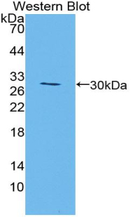 Polyclonal Antibody to Beta-1,3-N-Acetylglucosaminyltransferase Manic Fringe (MFNG)