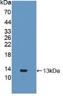 Polyclonal Antibody to Fibronectin Type III Domain Containing Protein 5 (FNDC5)