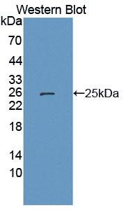 Polyclonal Antibody to LETM1 Domain Containing Protein 1 (LETMD1)