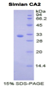 Recombinant Carbonic Anhydrase II (CA2)