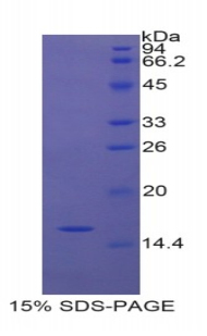 Recombinant Nitric Oxide Synthase 1, Neuronal (NOS1)