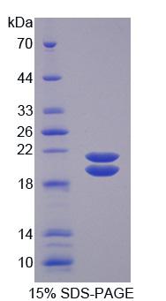 Recombinant Surfactant Associated Protein D (SPD)