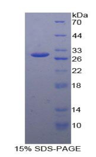 Recombinant Interleukin 27 Receptor Alpha (IL27Ra)