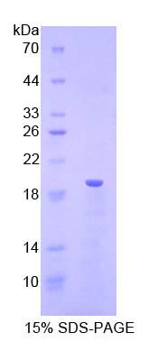 Recombinant Ribonuclease A3 (RNASE3)