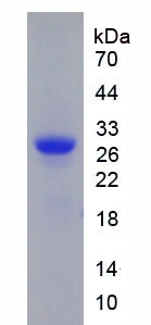 Recombinant High Mobility Group Box Protein 2 (HMGB2)