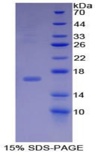 Recombinant Bone Morphogenetic Protein 15 (BMP15)