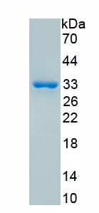 Recombinant Collagen Type IV Alpha 3 (COL4a3)