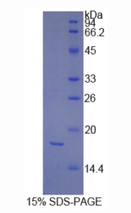 Recombinant Platelet Derived Growth Factor C (PDGFC)