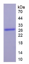 Recombinant Cytochrome P450 1A1 (CYP1A1)