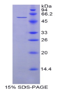 Recombinant Heat Shock 70kDa Protein 14 (HSPA14)