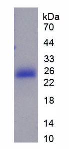 Recombinant High Mobility Group Box Protein 4 (HMGB4)