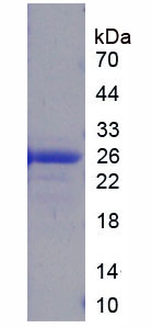 Recombinant High Mobility Group Box Protein 3 (HMGB3)