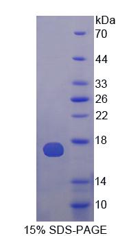 Recombinant ATPase, H+/K+ Exchanging Alpha Polypeptide (ATP4a)