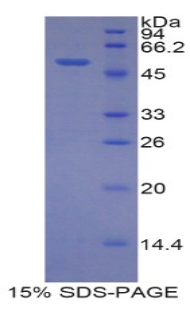 Recombinant Isocitrate Dehydrogenase 1, Soluble (IDH1)