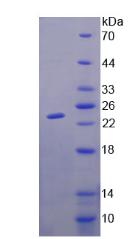Recombinant GM2 Ganglioside Activator (GM2A)