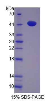 Recombinant Proliferation Associated Protein 2G4 (PA2G4)