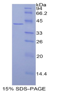 Recombinant Histone Cluster 3, H2a (HIST3H2A)