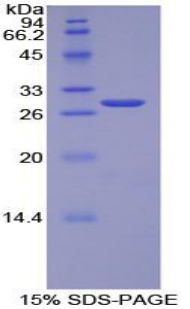 Recombinant Torsin A Interacting Protein 2 (TOR1AIP2)