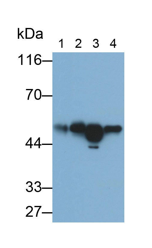 Anti-Tubulin Beta (TUBb) Polyclonal Antibody