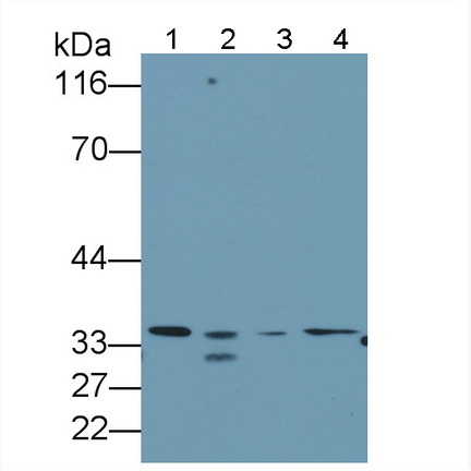 Anti-Voltage Dependent Anion Channel Protein 1 (VDAC1) Polyclonal Antibody