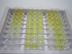 ELISA Kit for Amyloid Beta Peptide 1-40 (Ab1-40)