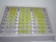 ELISA Kit for Calcitonin Gene Related Peptide (CGRP)