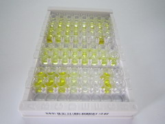 ELISA Kit for Pituitary Adenylate Cyclase Activating Peptide (PACAP)