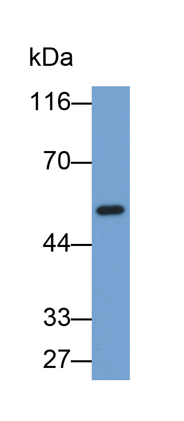 Biotin-Linked Polyclonal Antibody to Angiopoietin-3 (ANG-3)