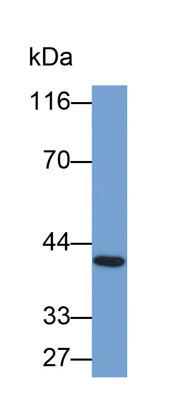 Biotin-Linked Polyclonal Antibody to Phospholipase A1 (PLA1)