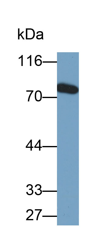 Biotin-Linked Polyclonal Antibody to Toll Like Receptor 3 (TLR3)