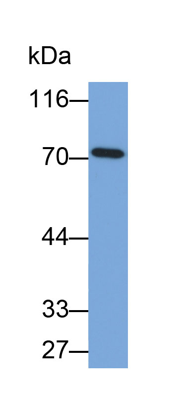 Biotin-Linked Polyclonal Antibody to Heat Shock 70kDa Protein 8 (HSPA8)