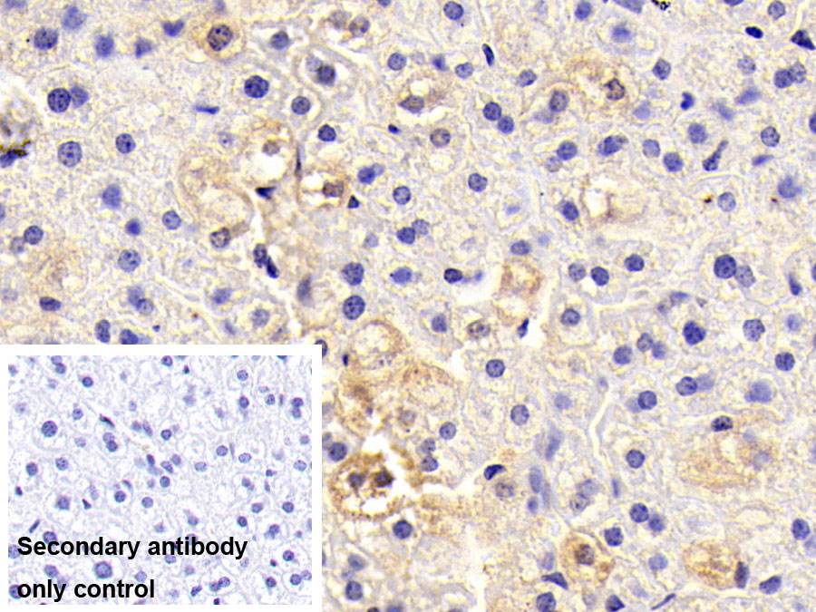 Monoclonal Antibody to Coagulation Factor II (F2)