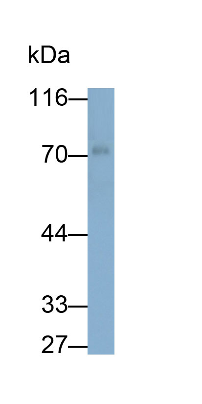 Monoclonal Antibody to Cluster Of Differentiation 73 (CD73)