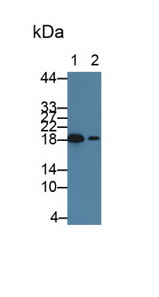 Monoclonal Antibody to Heat Shock Protein Beta 6 (HSPb6)