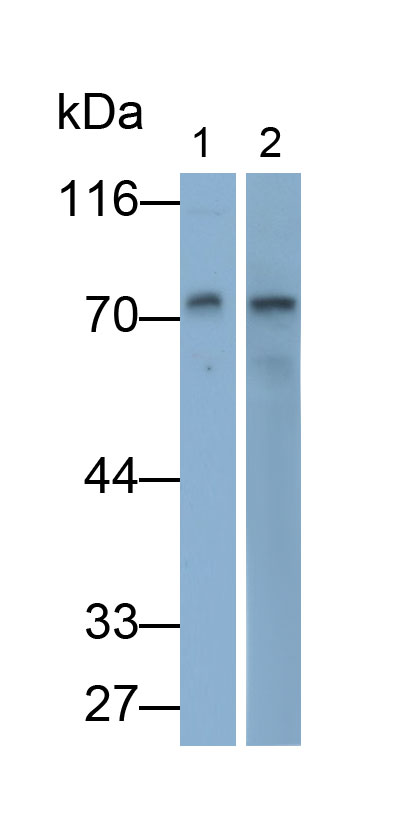 Polyclonal Antibody to Matrix Metalloproteinase 2 (MMP2)