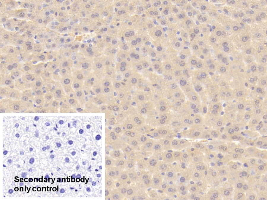 Polyclonal Antibody to Macrophage Migration Inhibitory Factor (MIF)