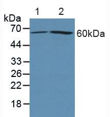 Polyclonal Antibody to Cyclooxygenase-2 (COX 2)
