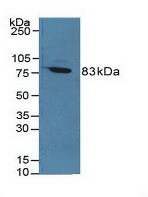 Polyclonal Antibody to Coagulation Factor XIII A1 Polypeptide (F13A1)