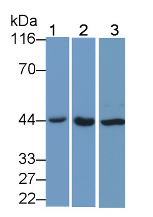 Polyclonal Antibody to c-Jun N-terminal Kinase 1 (JNK1)