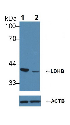 Polyclonal Antibody to Lactate Dehydrogenase B (LDHB)