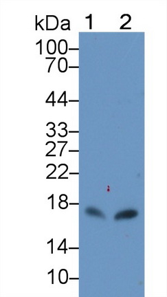 Polyclonal Antibody to Chemokine C-X-C-Motif Ligand 15 (CXCL15)