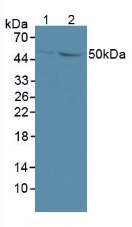 Polyclonal Antibody to Growth Differentiation Factor 6 (GDF6)