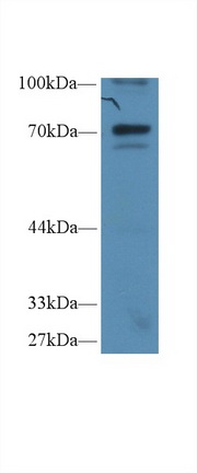 Polyclonal Antibody to Inhibitory Subunit Of NF Kappa B Zeta (IkBz)