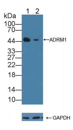 Polyclonal Antibody to Adhesion Regulating Molecule 1 (ADRM1)