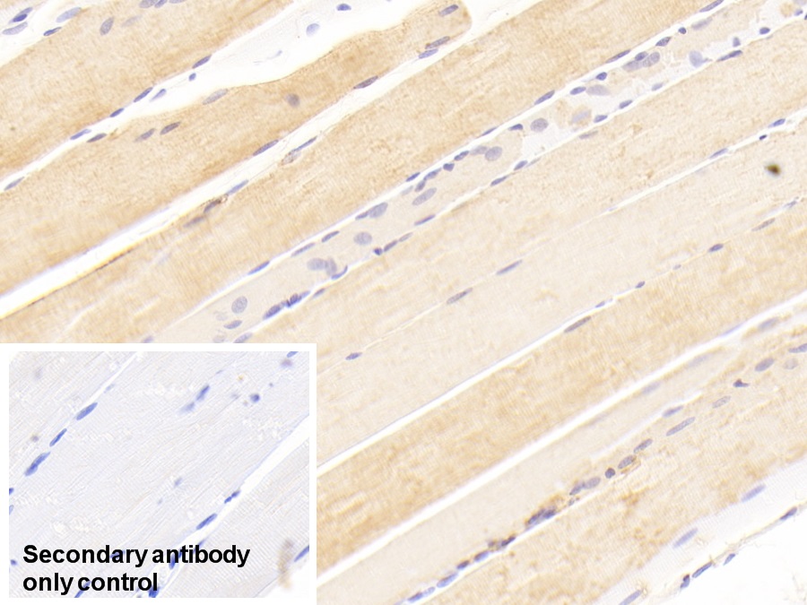 Polyclonal Antibody to Carnitine Palmitoyltransferase 2, Mitochondrial (CPT2)