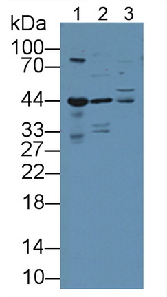 Polyclonal Antibody to Low Density Lipoprotein Receptor Related Protein Associated Protein 1 (LRPAP1)