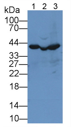 Polyclonal Antibody to Low Density Lipoprotein Receptor Related Protein Associated Protein 1 (LRPAP1)