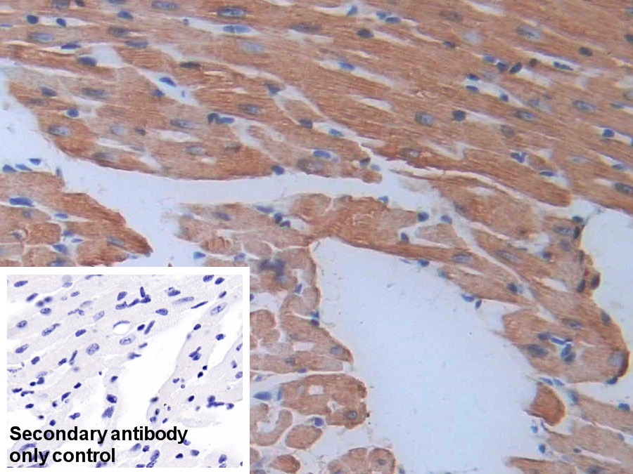Polyclonal Antibody to Myosin Light Chain 3, Alkali, Ventricular, Slow Skeletal (MYL3)
