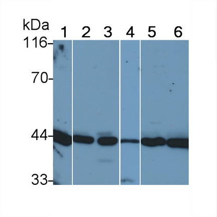 Polyclonal Antibody to Mitogen Activated Protein Kinase Kinase 1 (MAP2K1)