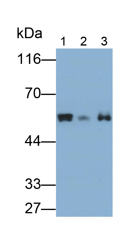Polyclonal Antibody to Fascin 2 (FSCN2)